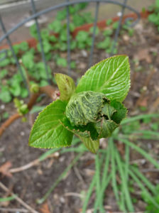 Hortensii macr. toate arse! Flor la anul!; P2680698
