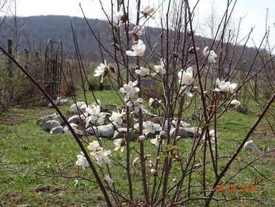 magnolia kobus