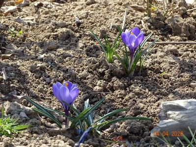 crocus Grand Maitre