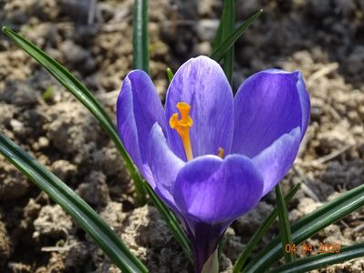 crocus Grand Maitre