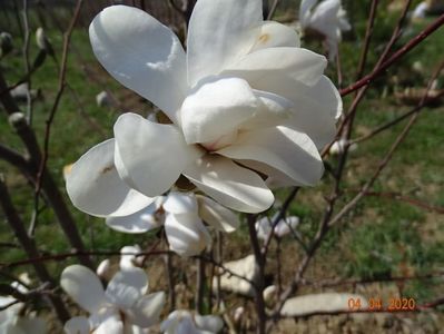 magnolia kobus