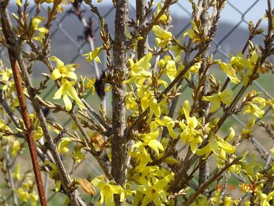 forsythia Lemon Supreme