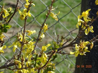 forsythia Lemon Supreme