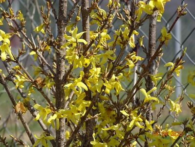 forsythia Lemon Supreme