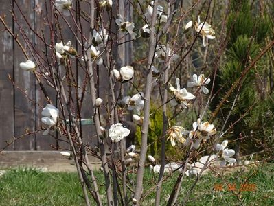 magnolia kobus