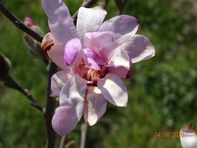 magnolia stellata Rosea