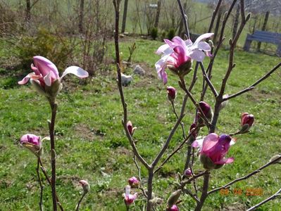 magnolia stellata Rosea