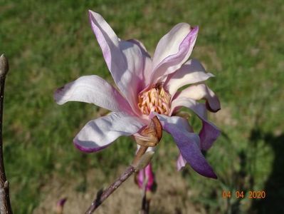 magnolia stellata Rosea