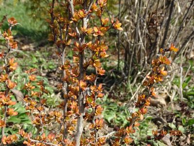 berberis Golden Rocket