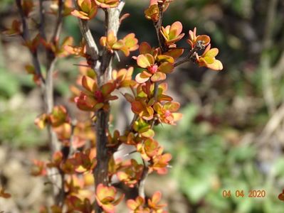 berberis Golden Rocket