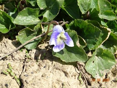 viola sororia Hungarian Beauty