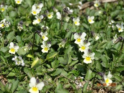 viola arvensis