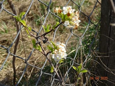 viburnum farreri Candidissimum