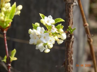 viburnum farreri Candidissimum