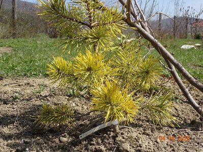 pinus sylvestris Aurea