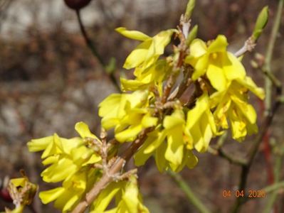 forsythia intermedia