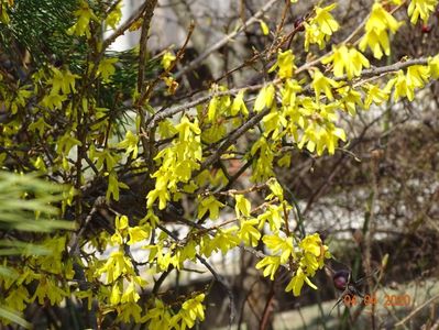 forsythia intermedia