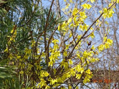 forsythia intermedia