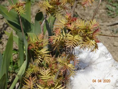 sorbaria sorbifolia Sem