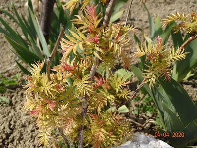 sorbaria sorbifolia Sem