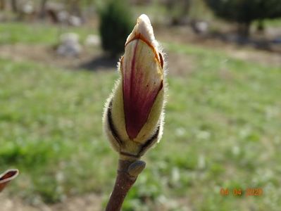 magnolia Soulangeana