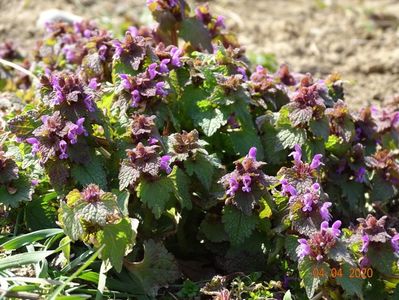 lamium purpureum