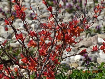 spiraea Goldflame