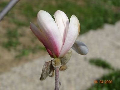 magnolia stellata