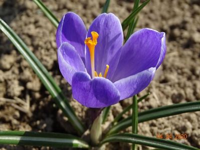 crocus Grand Maitre