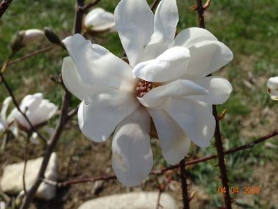 magnolia kobus