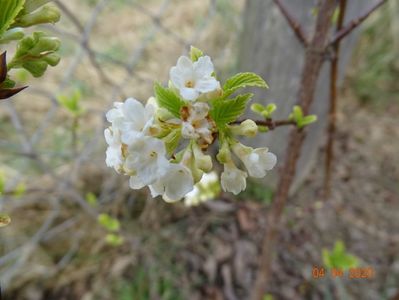 viburnum farreri Candidissimum