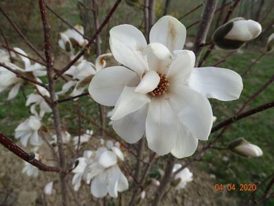 magnolia kobus