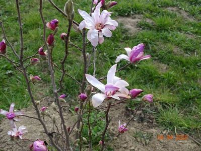 magnolia stellata Rosea