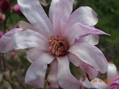 magnolia stellata Rosea