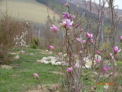 magnolia stellata Rosea