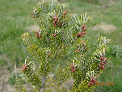 abies koreana Silberlocke