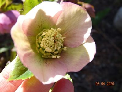 bebe helleborus