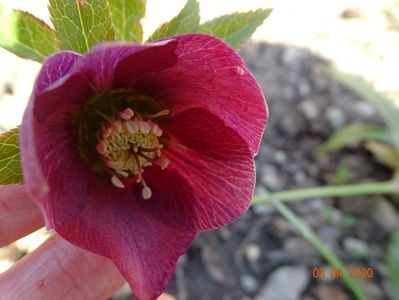 helleborus Montsegur