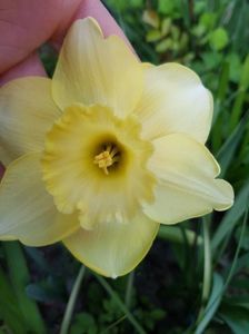 Narcis cu corp la mare