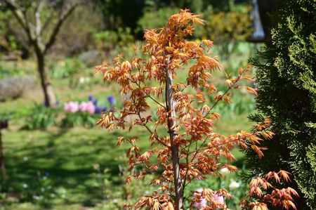 Acer Orange Dream