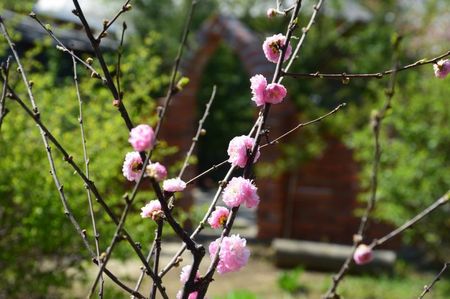 Prunus Triloba