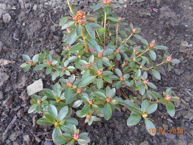 azalea japonica Isabel