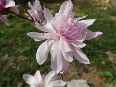 magnolia stellata Chrysanthemumiflora