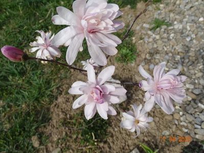 magnolia stellata Chrysanthemumiflora