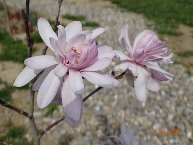 magnolia stellata Chrysanthemumiflora