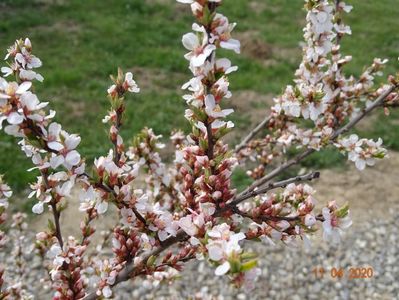 prunus tomentosa