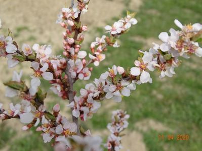 prunus tomentosa