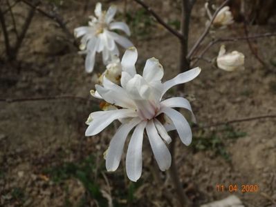 magnolia stellata Royal Star