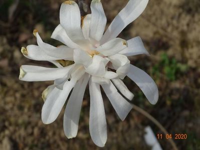 magnolia stellata Royal Star