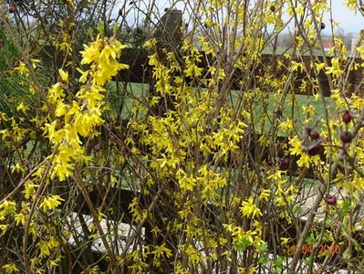 forsythia intermedia